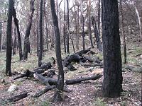  In January 2006 a large bushfire left the trees black but the forest is recovering